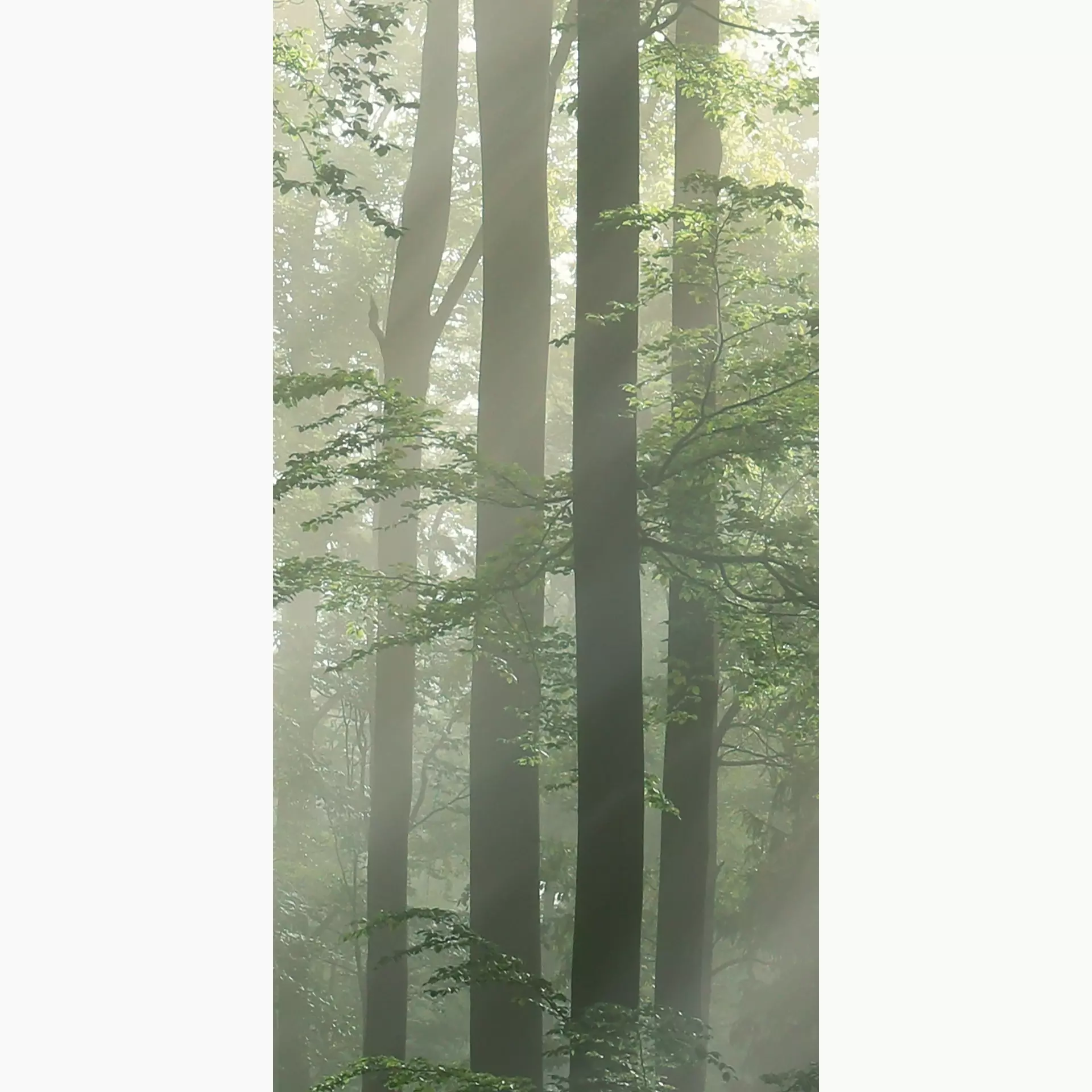 Cosmos forest F 50/100/0,35 nat/rett.