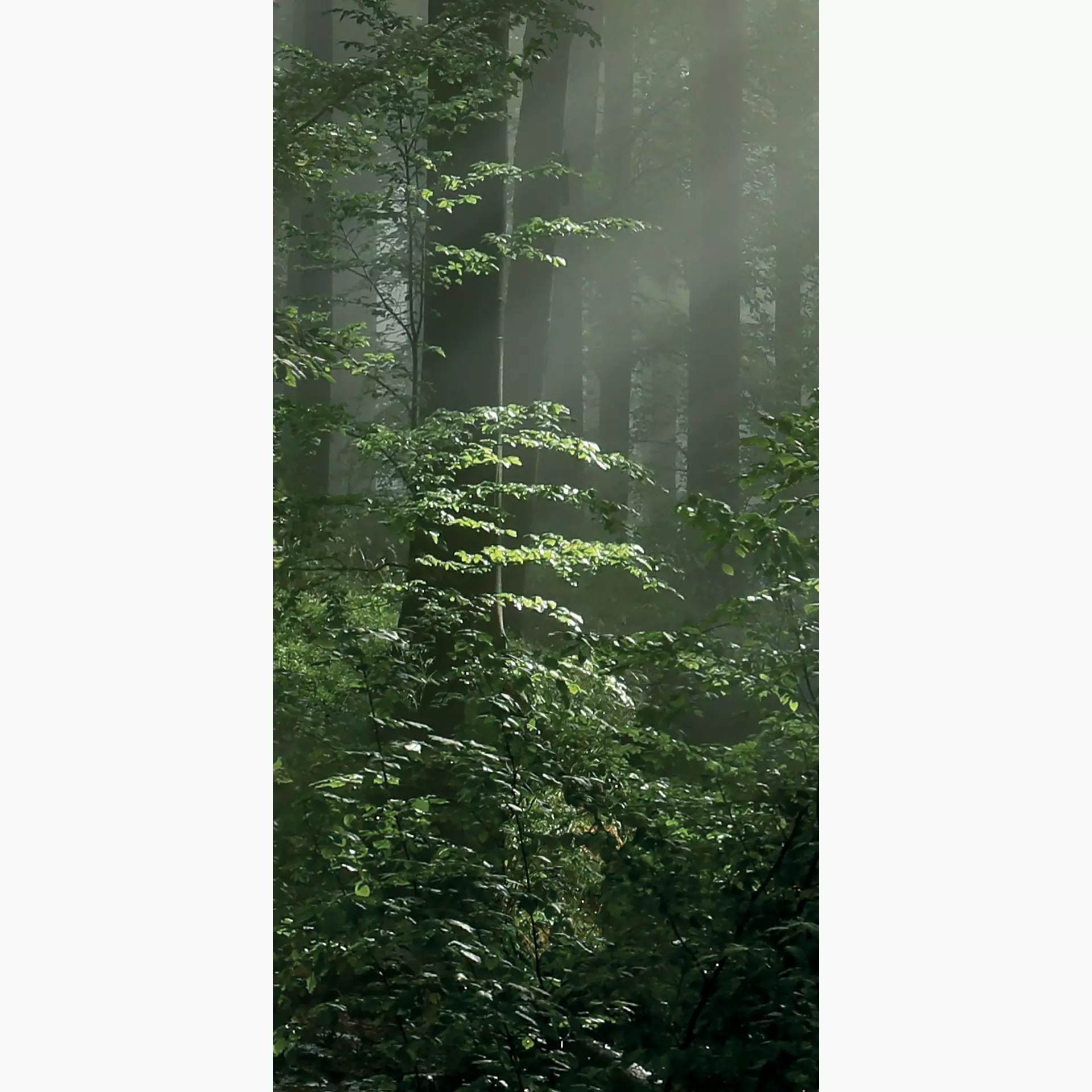 Cosmos forest G 50/100/0,35 nat/rett.