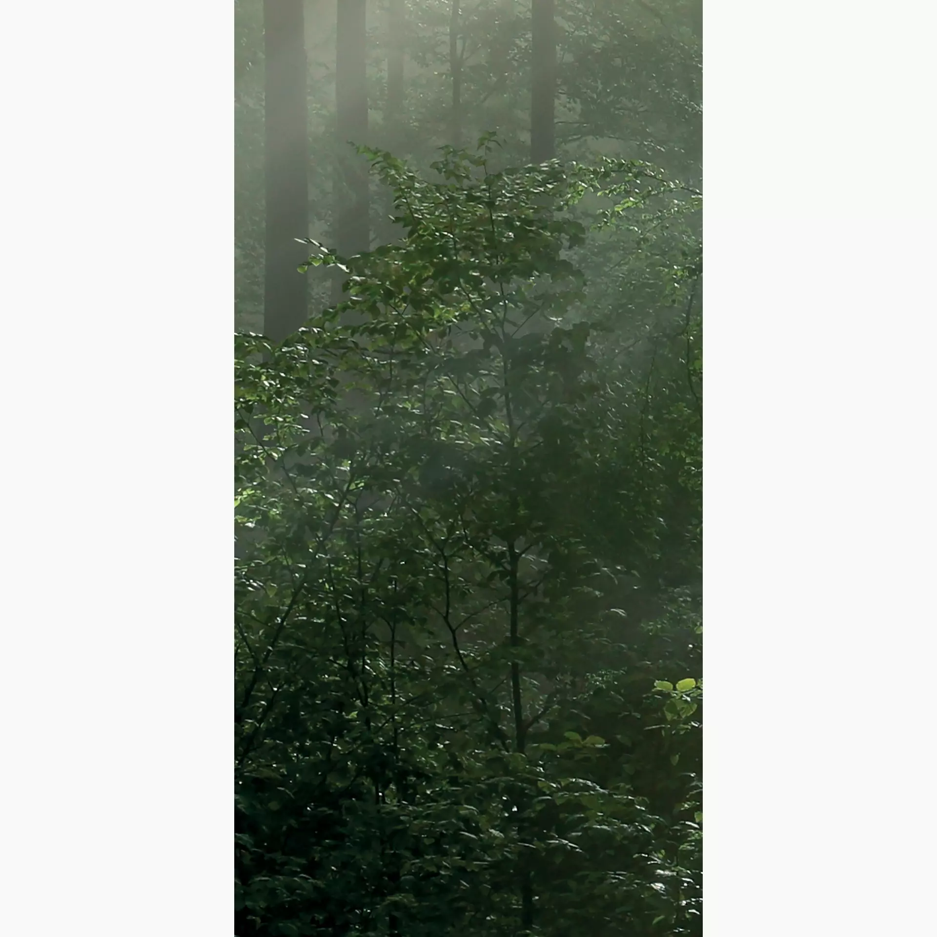 Cosmos forest H 50/100/0,35 nat/rett.