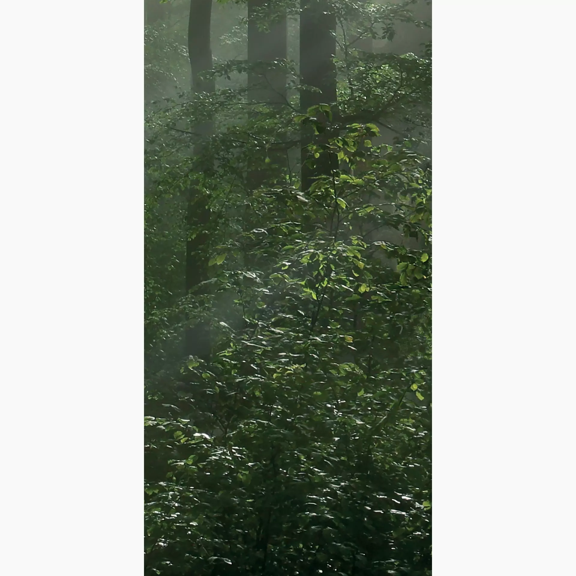 Cosmos forest I 50/100/0,35 nat/rett.